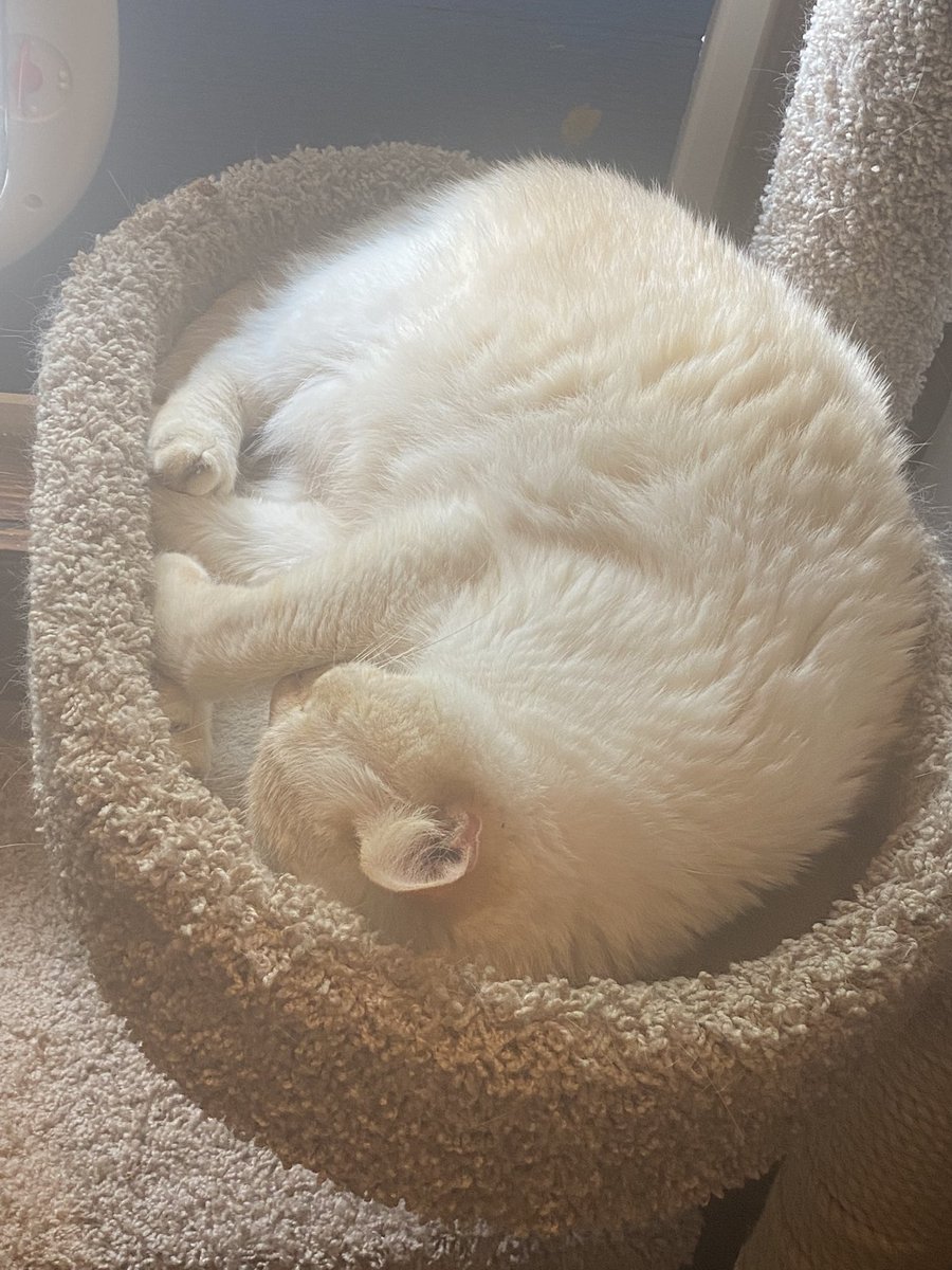 MelindaHoward4's tweet photo. Castro is boycotting my flight tomorrow. No fuzzy blanket time, heโs sticking to the kitty condo. #Castro #PoutingKitty #IgnoringMe https://t.co/NnJdzil9UT