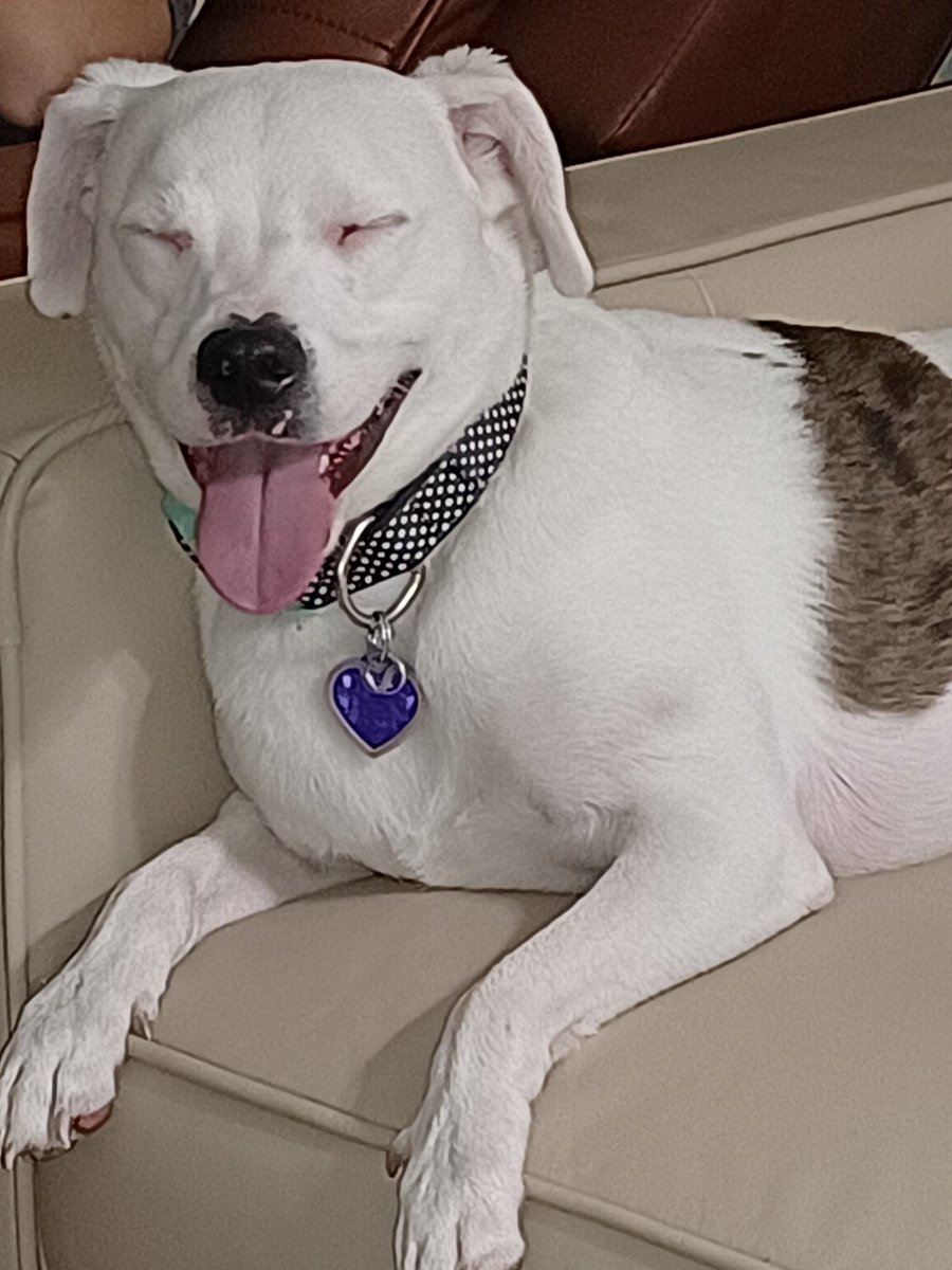 PetDogPower tweet media