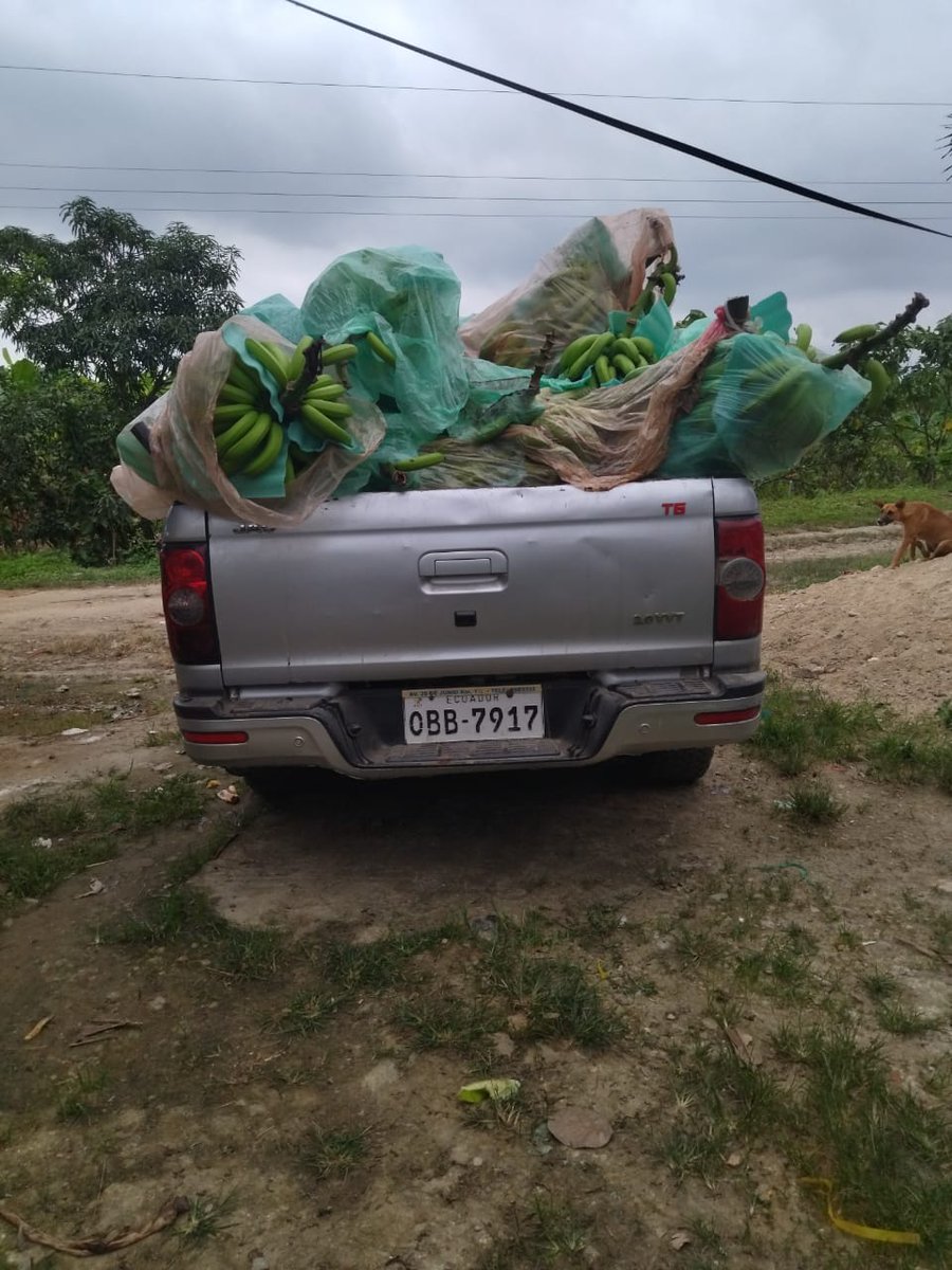 #PuebloMontubioDeElOro 
Gracias a la solidaridad del joven bananero compañero Ing Jr Orellana Alcides quien hizo donación de racimos de banano se pudo llegar con esta ayuda a Montubios San Jacinto de Chilla, COODAESVIR de Arenillas, Asociación Montubia ORMIFROM de Huaquillas.