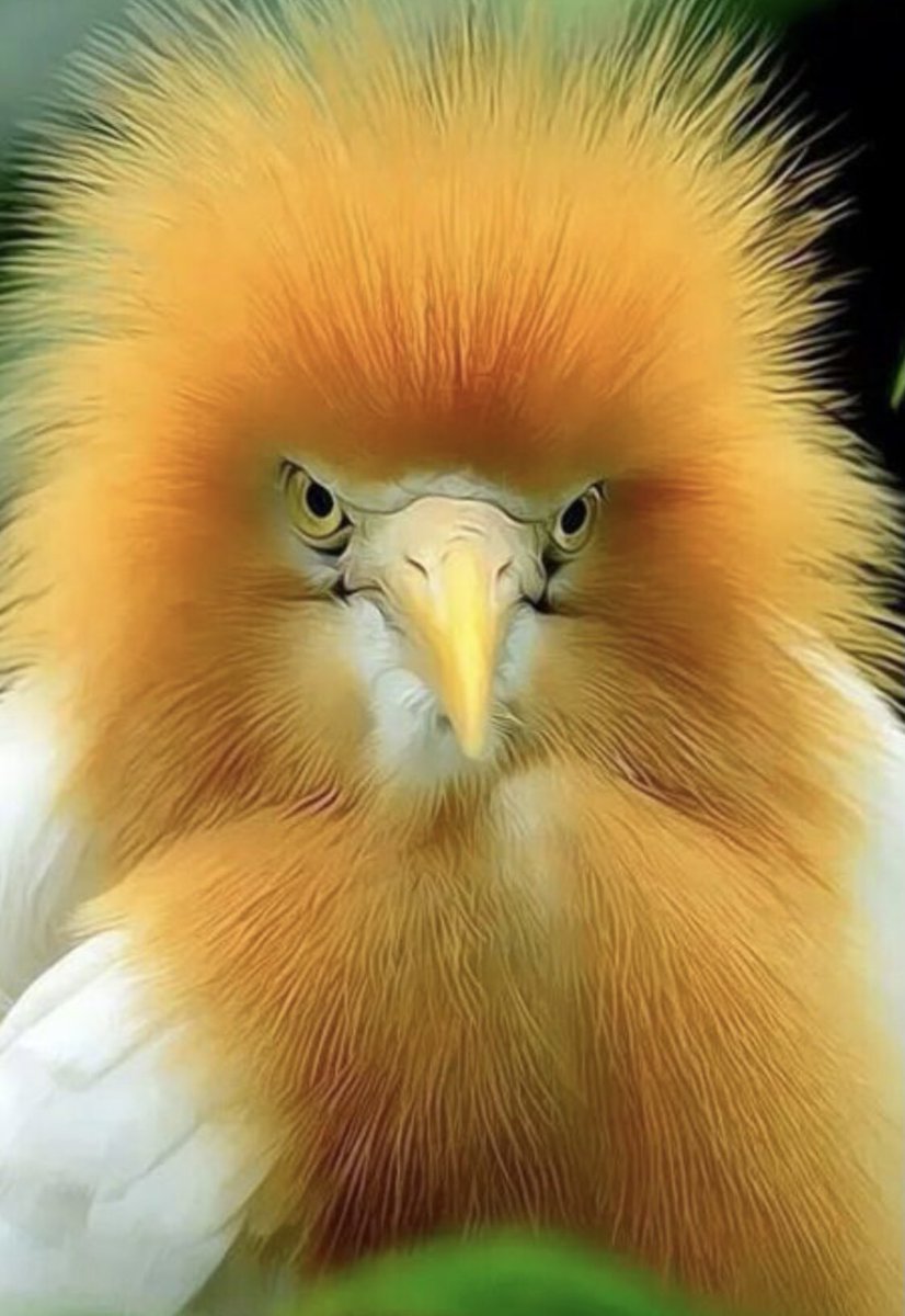 My idea of a stushy bird! 🤣 #LoveIsland
