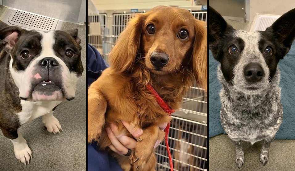 Franklin county pet adoption deals center