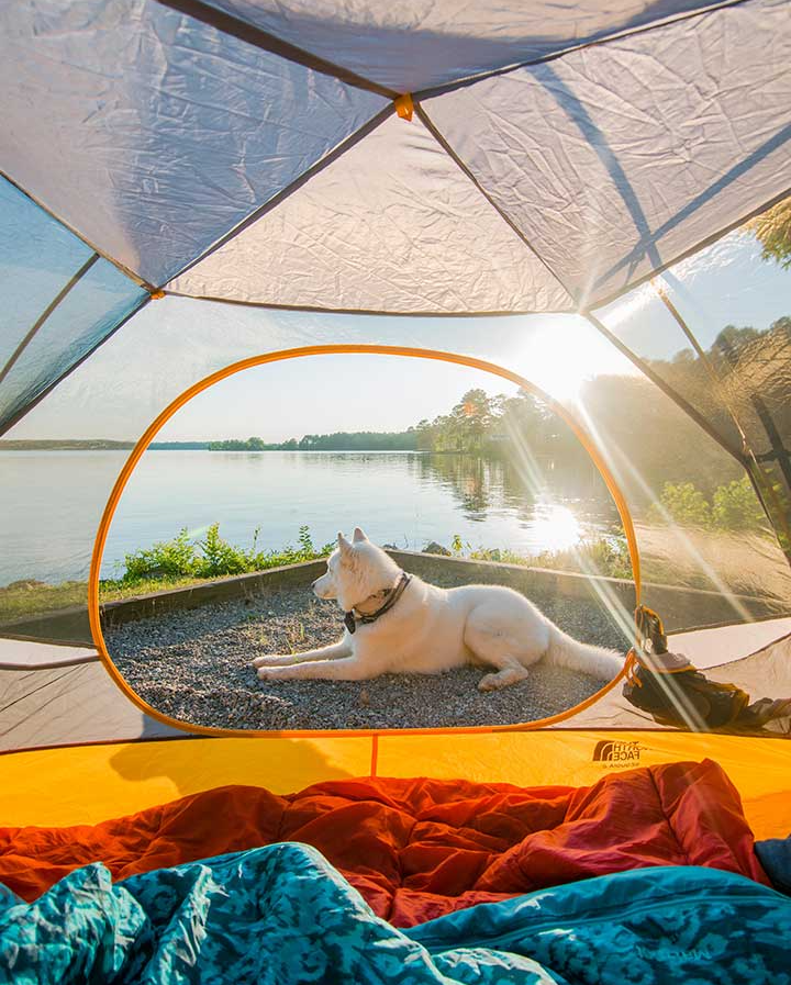 GoOutAndPlay's tweet photo. The pup is waiting for you to vote for this photo ( by photographer Kimie Yates ) in the Cover Photo Contest! Throw this dog a bone and a vote with the link! #coverphotocontest https://t.co/rCddQPyIcu https://t.co/bvzfVtkbfW