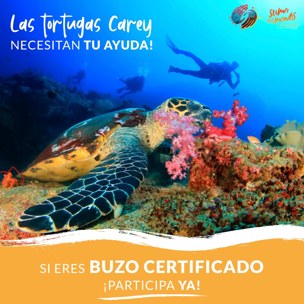 SumaTusManosCol's tweet photo. Quedan pocos días para que puedas sumarte a esta gran experiencia de salvar a las tortugas Carey y nuestro ecosistema marino del Cabo de la Vela, por medio de la recolección  de plástico en nuestro mar este 31 de julio. Únete en https://t.co/luo3mhpbUO https://t.co/s4Dzyud87r