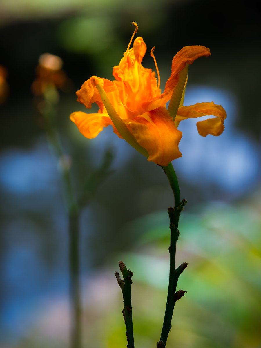 Takao V Twitter ヤブカンゾウ ヤブカンゾウ が咲いていました 北海道 九州に分布 ススキノキ科 ワスレグサ ワスレナグサ の別名があり奈良時代には悲しみや苦しみを忘れさせてくれる花として身につけることが流行っていたそうです 大伴家持などが詠んだ歌が