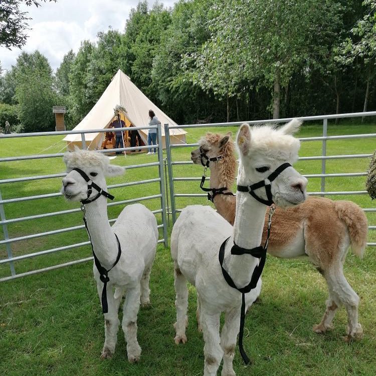 🔅 6m Bell tent and Friends 🔅

Anyone spot our bell tent? Or more bothered about our new friends

Our bell tents are suitable for all occasions and ages. We can create a magical experience for any event. Get in contact today for more info. 💫
charmingtents.co.uk