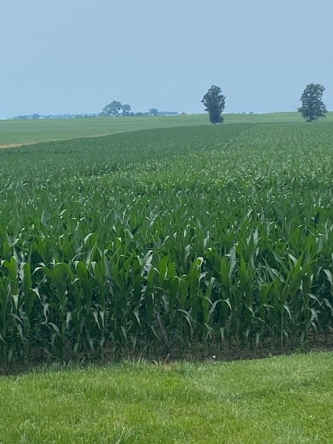 Can you tell where #TitanXC was applied to dry fertilizer and #NitrainExpress2.0 was applied to #Urea? Vs Grower Standard Program (GSP) just dry fert &amp; Urea (no #TitanXC &amp; #NitrainExpress2.0) #Innovation #Sustainability #ROI ⁦<a href="/NutrienAgRetail/">Nutrien Ag Solutions</a>⁩ ⁦<a href="/AgricenCo/">Agricen</a>⁩ ⁦