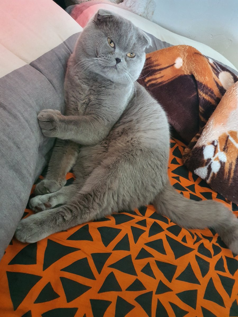 ItsOnlyTess's tweet photo. Hat jemand in #Odendorf diesen Kater gesehen oder aufgenommen? In der nähe der Straße 'In der Freiheit' Er heißt Simba, 1 Jahr alt, Britisch Kurzhaar Katze. Bitte bei mir melden!!!! #Hochwasser #Hochwasserkatastrophe #Rheinbach https://t.co/n8mmSyoxTa