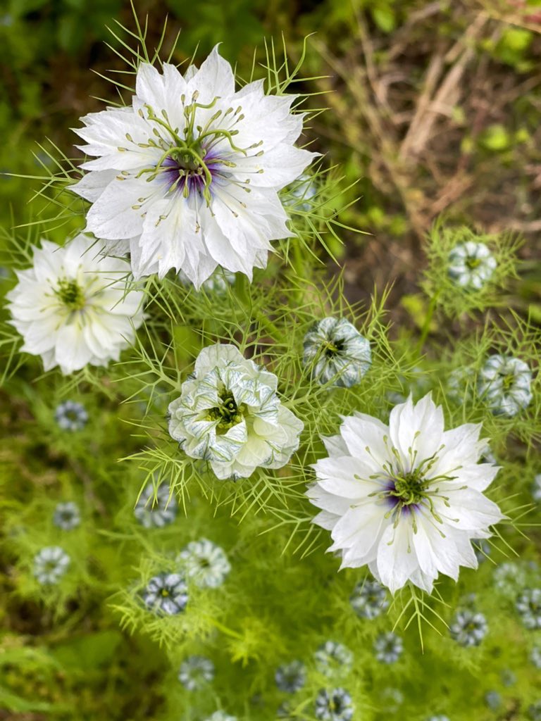 タグ 花好きな人と繋がりたい の注目ツイート メガとんトラック