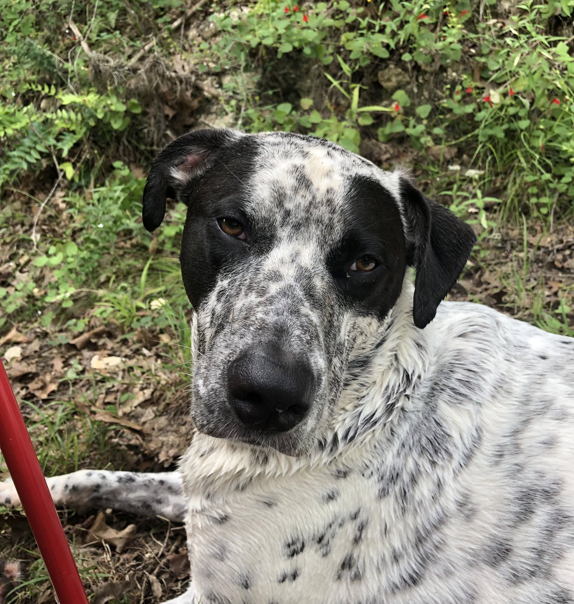 Dis is deh face of a doggo dat has been swimming Deh River all day. 
ZAUSTED.

#dogsoftwitter #rescuemutt #riverdog #tuckeredout #texashillcountry