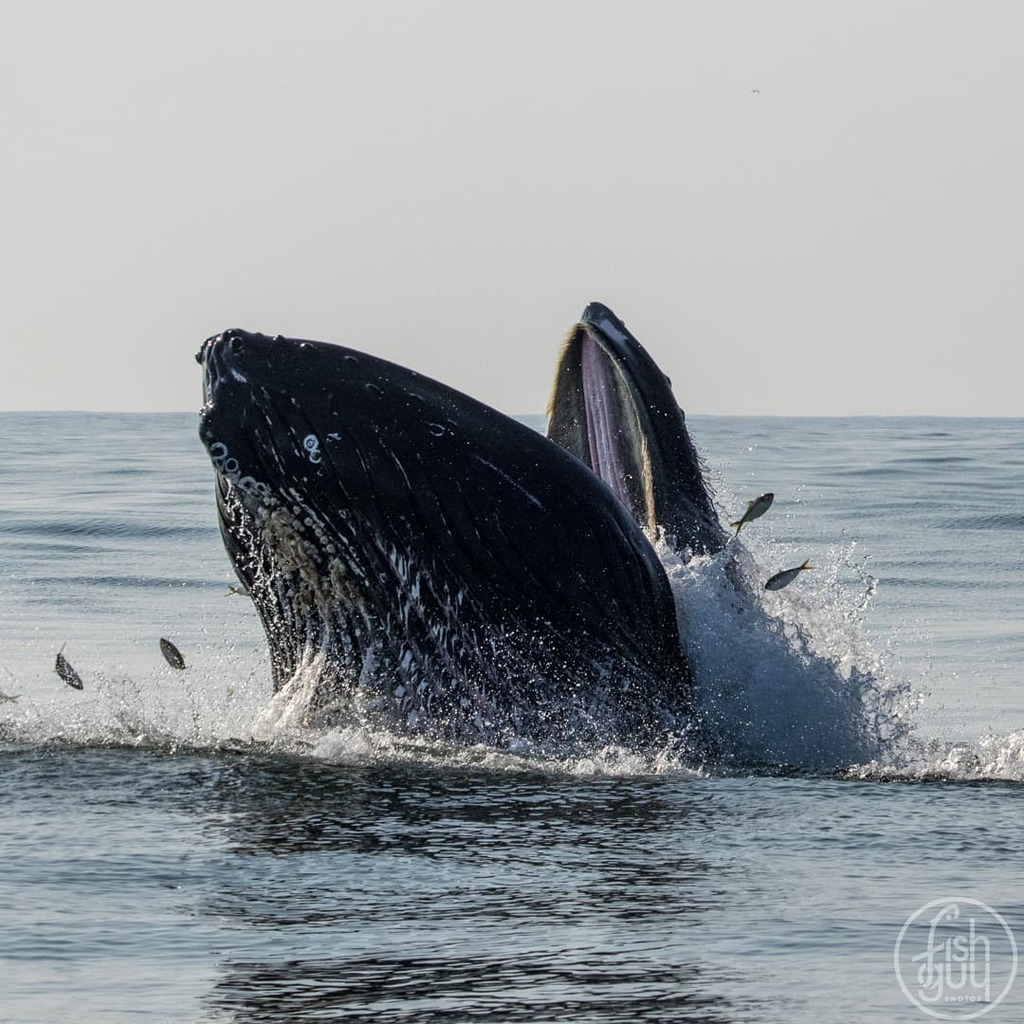 fishguyphotos's tweet image. I hope everyone has a "whaley" good weekend!!!
Humpback Whale lunge feeding on Atlantic menhaden (aka bunker)
Hampton Bays, NY
.
.
.
#humpbackwhale #whale #whalewatching #marinelife #oceanlife #menhaden #menhadendefenders #bunker #fishing #fishinglife #h… instagr.am/p/CRZxAzGjVML/