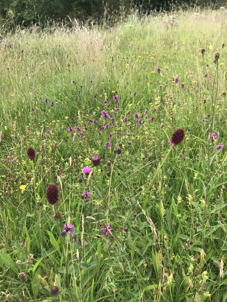 The #grasslands at the entrance to Lathkill Dale are looking pretty spesh at the moment. #wildflowers #nature #wild #nationalnaturereserve #naturereserves #summer #peakdistrict #nationalpark #whitepeak #derbyshire #limestone