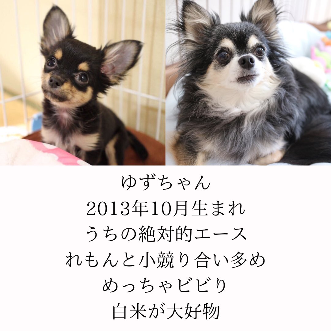 yuzu_chihuahua's tweet image. 【自己紹介】
いつかはチワワと決めており､縁もあってゆずをお迎え｡
先住犬はいるけど､ゆず一人だと寂しいかなぁと思い､れもんをお迎え｡
小次郎はネットで一目惚れ(当初お迎えの予定無し)｡お家が決まらずどんどん値下がり｡うちに来るかい!?ってなって､お迎え｡

#チワワ #多頭飼い #自己紹介