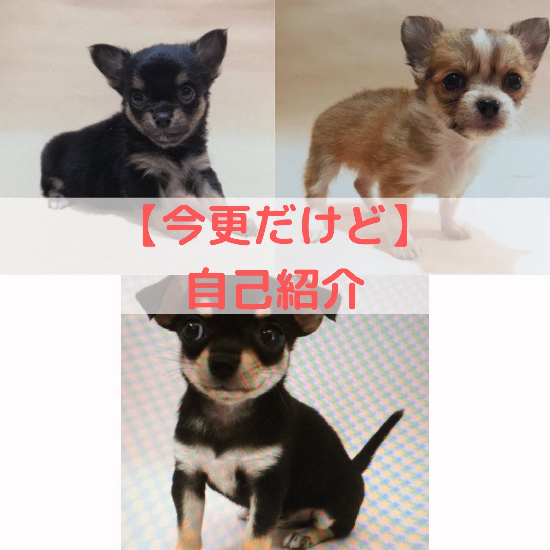 yuzu_chihuahua's tweet image. 【自己紹介】
いつかはチワワと決めており､縁もあってゆずをお迎え｡
先住犬はいるけど､ゆず一人だと寂しいかなぁと思い､れもんをお迎え｡
小次郎はネットで一目惚れ(当初お迎えの予定無し)｡お家が決まらずどんどん値下がり｡うちに来るかい!?ってなって､お迎え｡

#チワワ #多頭飼い #自己紹介