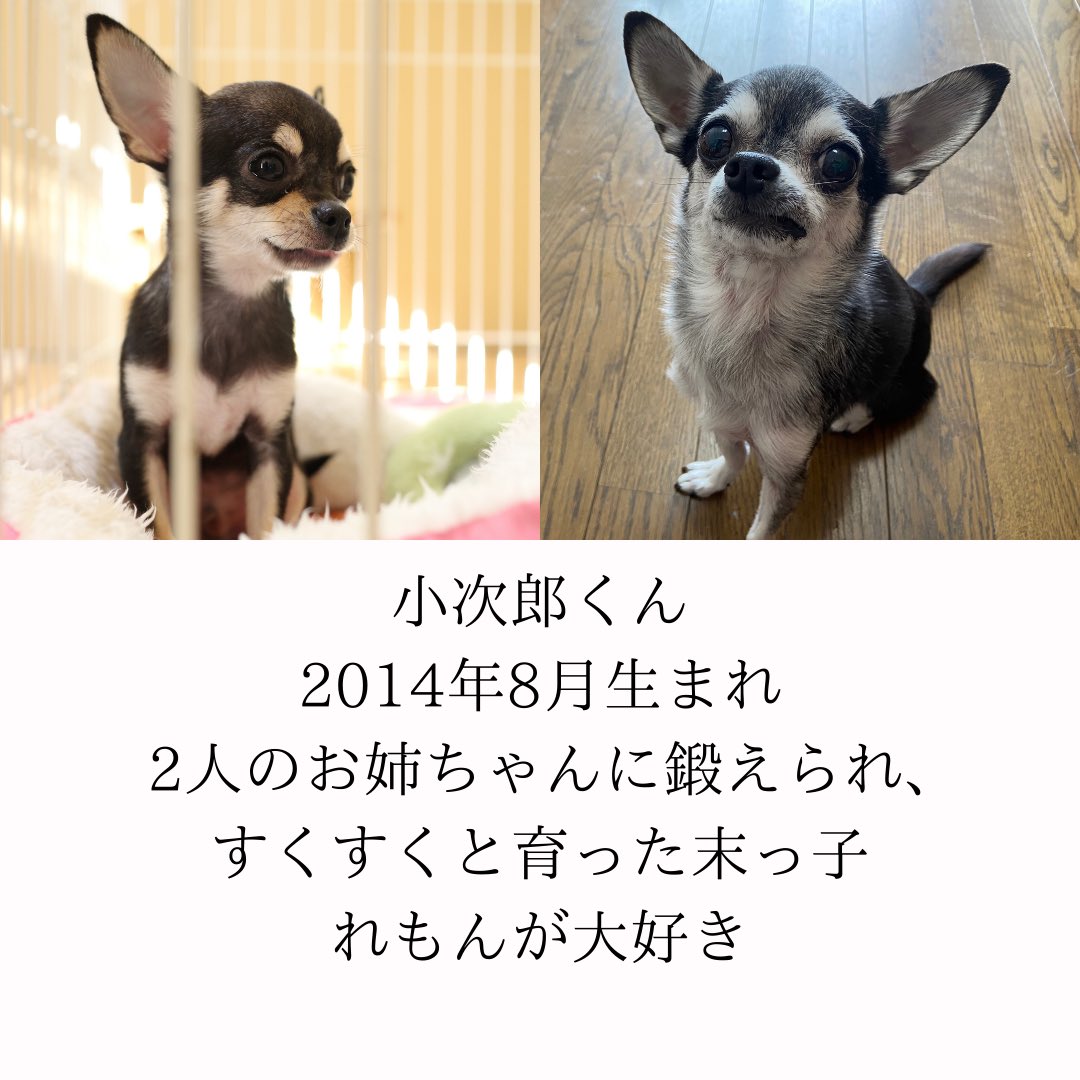 yuzu_chihuahua's tweet image. 【自己紹介】
いつかはチワワと決めており､縁もあってゆずをお迎え｡
先住犬はいるけど､ゆず一人だと寂しいかなぁと思い､れもんをお迎え｡
小次郎はネットで一目惚れ(当初お迎えの予定無し)｡お家が決まらずどんどん値下がり｡うちに来るかい!?ってなって､お迎え｡

#チワワ #多頭飼い #自己紹介