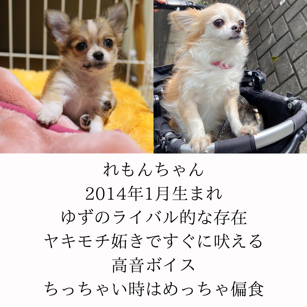 yuzu_chihuahua's tweet image. 【自己紹介】
いつかはチワワと決めており､縁もあってゆずをお迎え｡
先住犬はいるけど､ゆず一人だと寂しいかなぁと思い､れもんをお迎え｡
小次郎はネットで一目惚れ(当初お迎えの予定無し)｡お家が決まらずどんどん値下がり｡うちに来るかい!?ってなって､お迎え｡

#チワワ #多頭飼い #自己紹介
