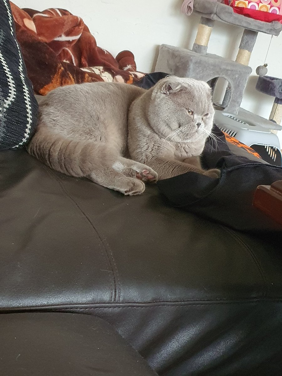 ItsOnlyTess's tweet photo. @Elmo1606 @MILOT25184908 @Bio_Jenny_D @Erdfrauchen_ @jmoenikes @WDRaktuell Hallo, vielleicht hat ja einer von Ihnen diesen Kater gesehen in Odendorf in der Nähe der Straße 'In der Freiheit'. Mein Freund besitzt zwei Katzen. Die Katze wurde in der Wohnung wohlauf gefunden, aber von dem Kater Simba, BKH, 1 Jahr alt, keine Spur. Hab schon alles abgesucht https://t.co/1vj3Io4f5C