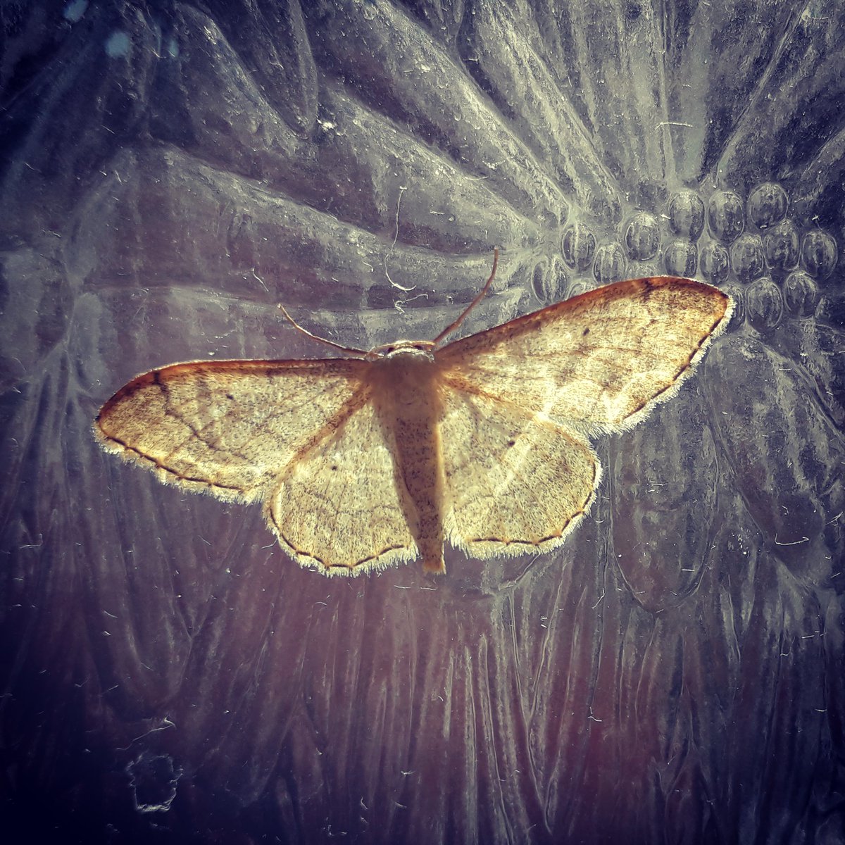 Bull_of_the_Bog's tweet photo. This #moth joined us in the bathroom today, loved how the frosted window softens the backlight and provides a subtle textured background. @stuttonsparrows reliably informs me that it's a #RibandWave https://t.co/6LLVHoTWcH