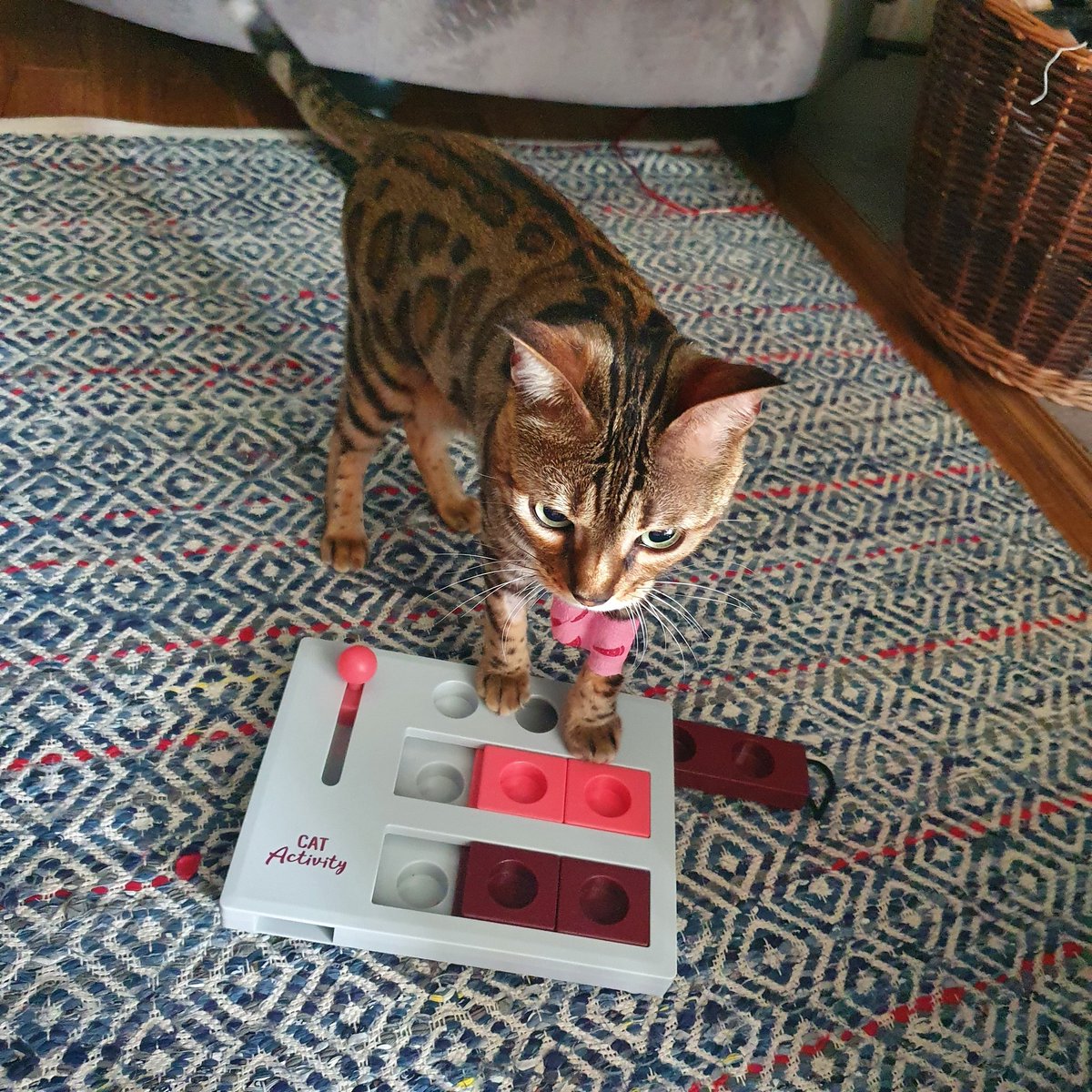 person_split's tweet image. Rosie Posie has been very poorly and had to spend a couple of nights at the vet. She is home now! With lots of little bits of fur missing where she has been on a drip. Lily isn't too happy at the way she smells so they're seperated but hopefully that won't be for too long. &amp;lt;3