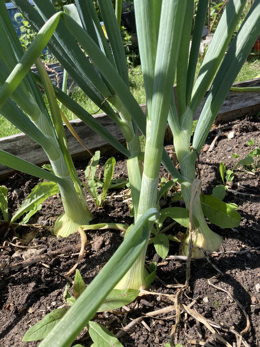 Amazing produce growing this week! Well done to all the wonderful volunteers 😊