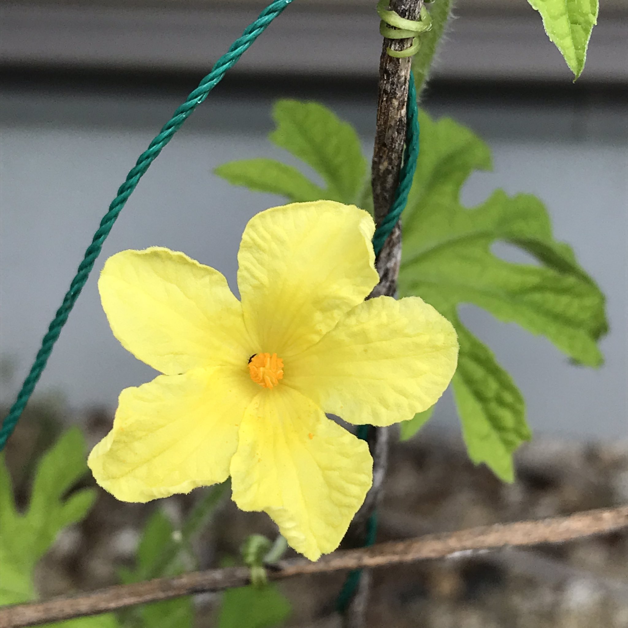 グリーンカーテン Twitter Search Twitter