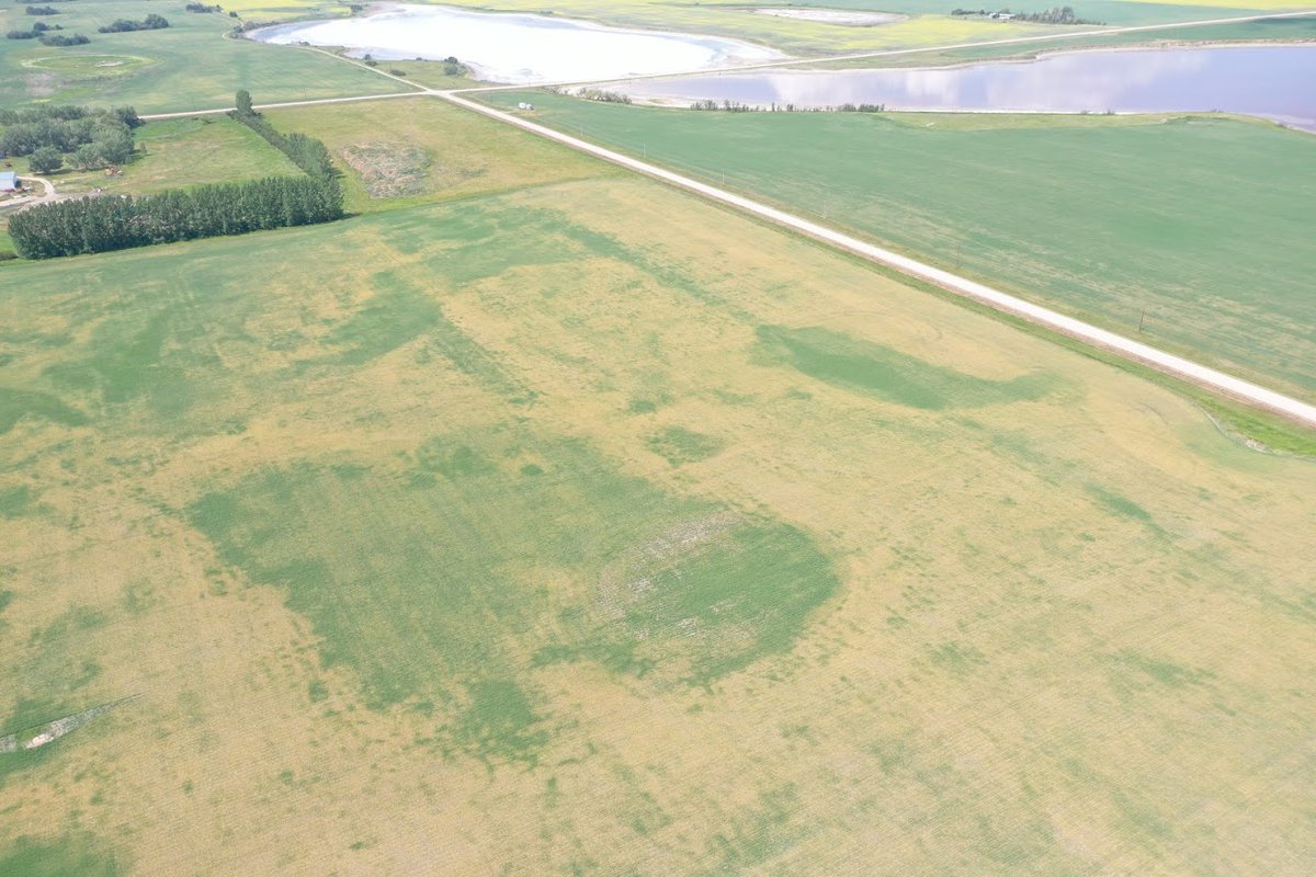 So things are hot🥵and dry🏜️and crops are in 📉 out here on the Canadian Prairies and you may wonder how this stacks up with other droughts we've had.  If you'll indulge me I'll break this down a bit with some data from Saskatoon.
