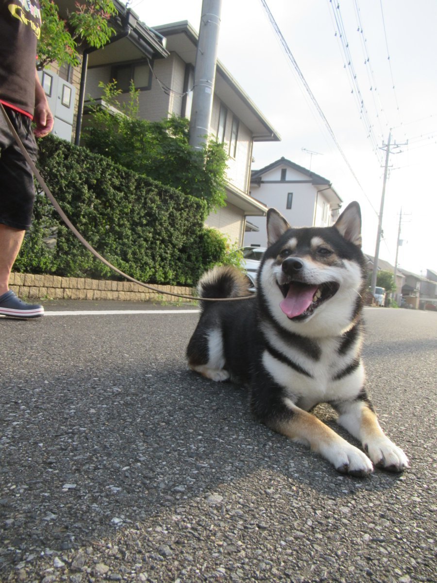 伏せ 伏せ