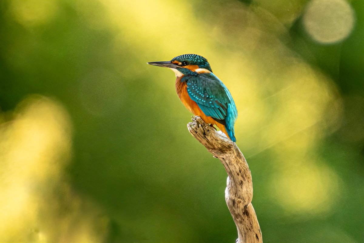 Mr Kingfisher kindly let me get close enough for this shot. 
#Birds #birdwatching #birdphotography
