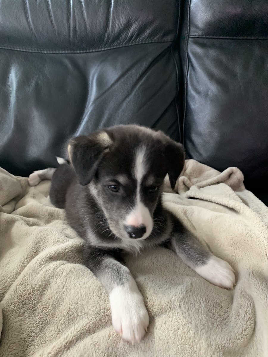 Meet Max! He just arrived from Happy Valley-Goose Bay SPCA.