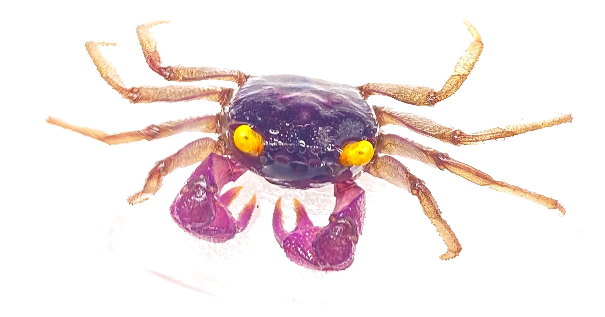 ポンコツ父ちゃん 生き物飼育垢 あすの アクアリウムバス で バンパイアクラブ や ドワーフクラブ を販売予定の出店者さん いらっしゃいましたら教えて下さ い バンパイアクラブ カニ Vampirecrabs Geosesarma Crabs T Co Uhbml56yzr