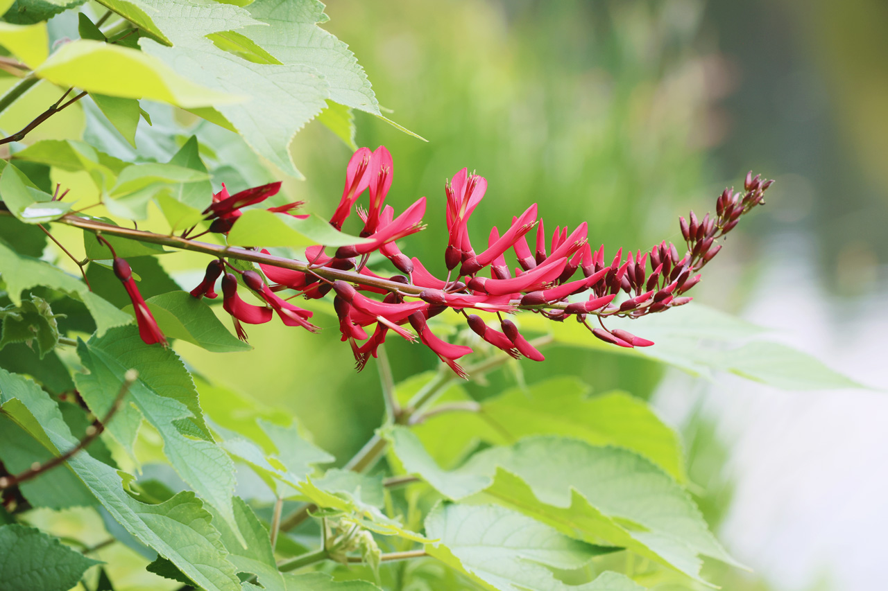 Neo Himeism 珊瑚刺桐 サンゴシトウ 珊瑚 のような色の 刺 のある 桐 に似た葉 を合わせて 珊瑚刺桐 花言葉は 夢 T Co O2p6mvo1gs Twitter