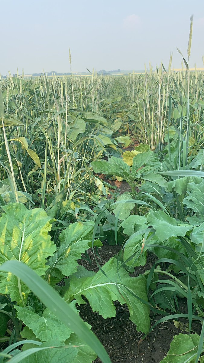 Cow chow is looking pretty good this year, could use a bit more moisture but all in all I’ll take what I’ll get. <a href="/GraemeFinn1/">Graeme</a> @mel_hermanson