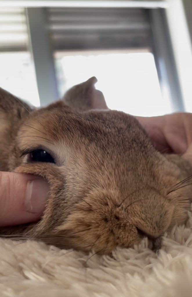 healing_rabbit's tweet photo. https://t.co/eMJROyN3Tk