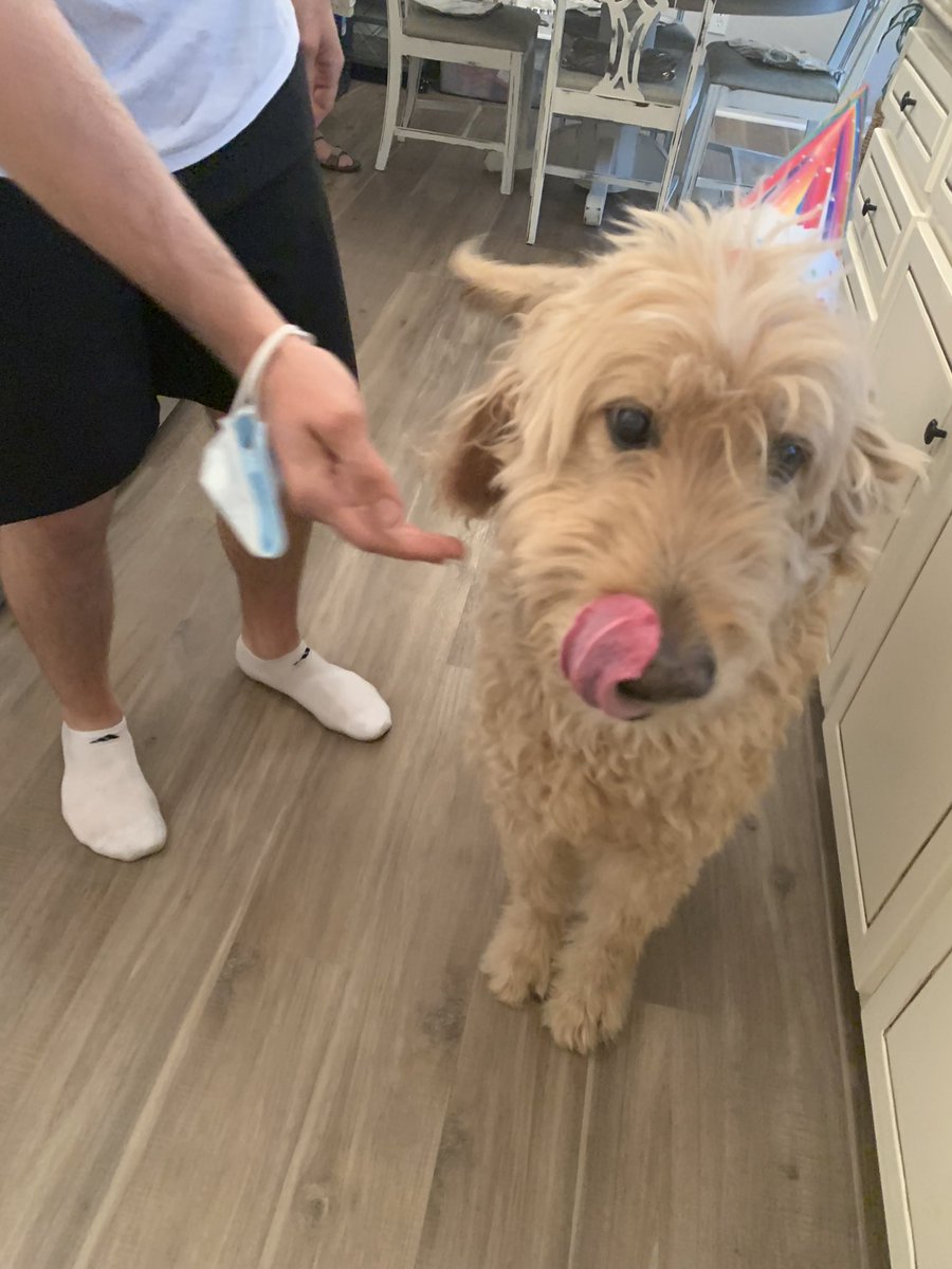 Jasper_Wasper's tweet photo. Today was a special day because the humans were singing to me and gave me good foods and I got very excited 🥳🐶🤍 Fur some reason I think it was someone’s 11th birthday. Not sure what 11 means https://t.co/rEOFBM2VfB