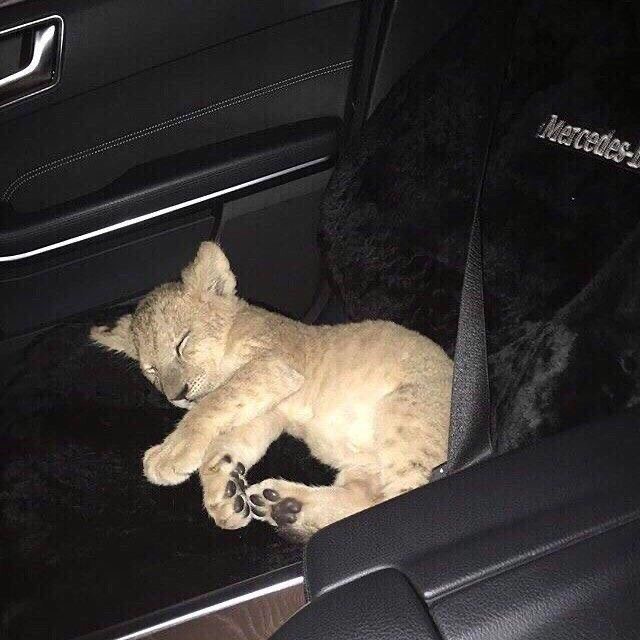 ARTIFAXING (@pedestrian) on Twitter photo 