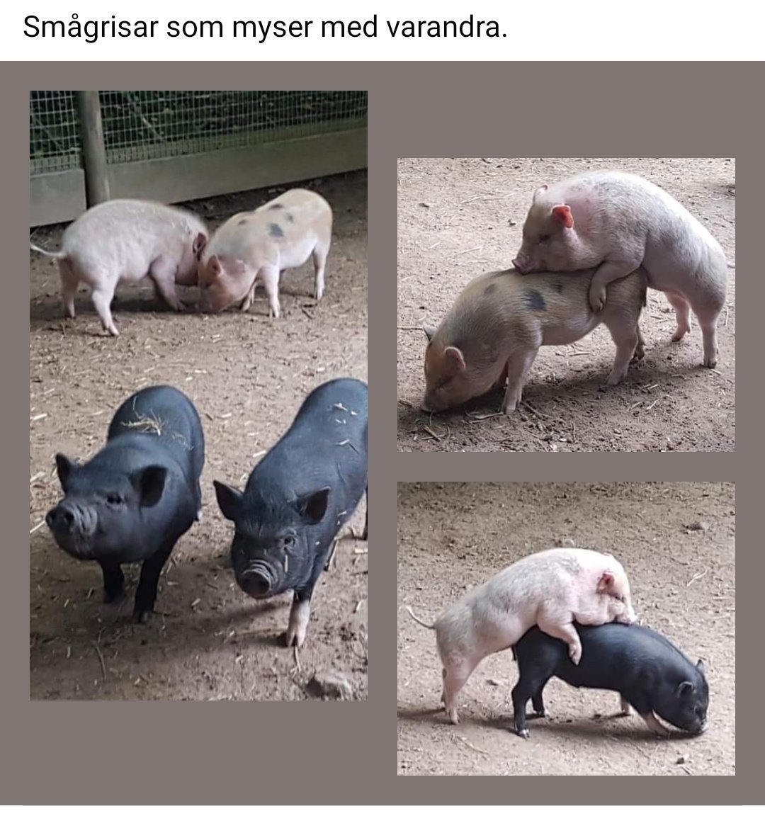 LillaSimons's tweet photo. Får man cancela sin mamma för detta inlägg på FB? https://t.co/jnZWQY94af