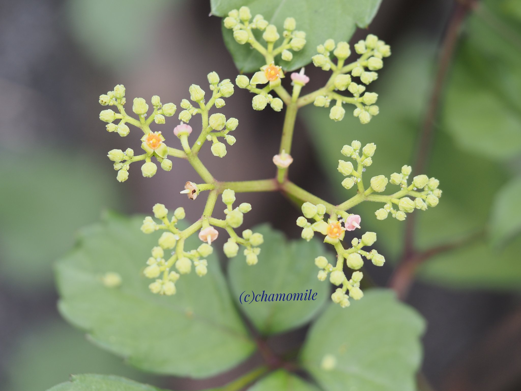 ヤブガラシ Twitter Search Twitter