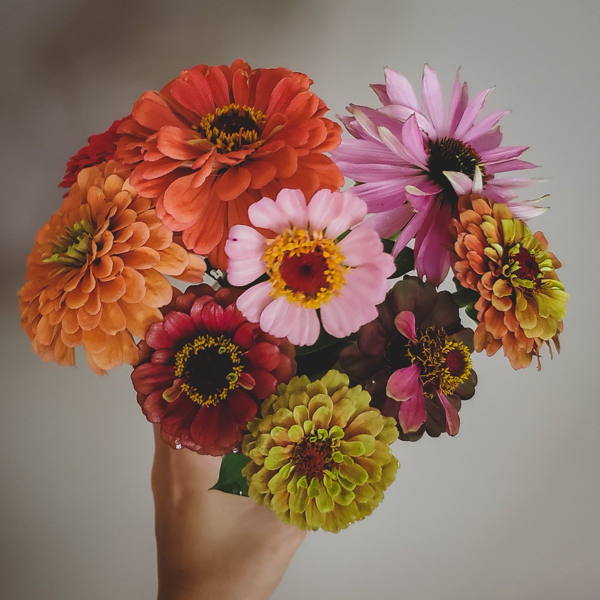 checkoutmybeard's tweet photo. Just dropping in with photos of my garden zinnias because they're beautiful and I grew them from seed and I'm proud (bonus points if you spot the single echinacea). https://t.co/otQZHY0bTx