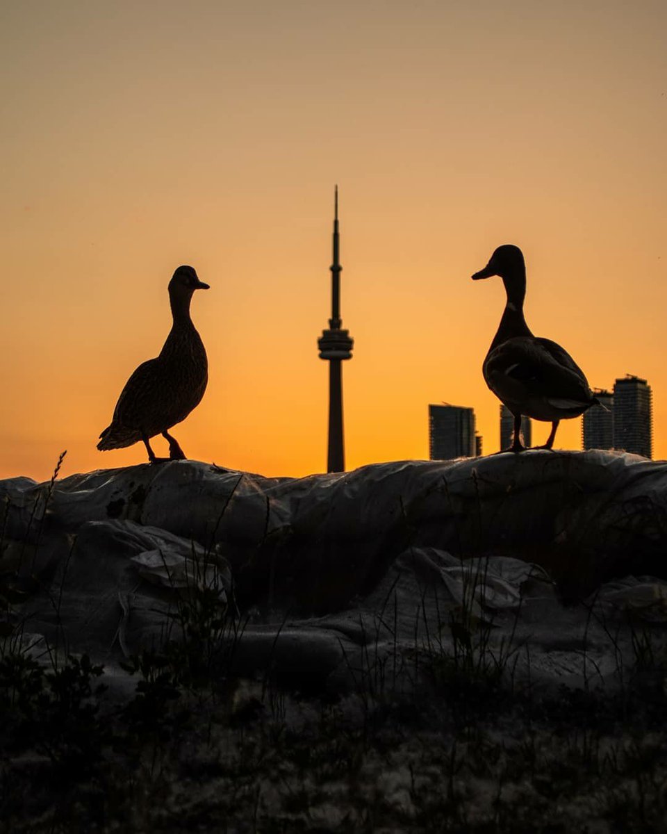 Any guesses as to what these two are discussing? Today's lunch? World domination? 🤔 Let's hear your best answers below! 👇 📷: sarashutter/IG

(Captured on a #Canon80D &amp; 18-55mm at 1/250, f/5.6, ISO 100) #CNTower #wildlifephoto #toronto #canonphotography #ProLabCanada
