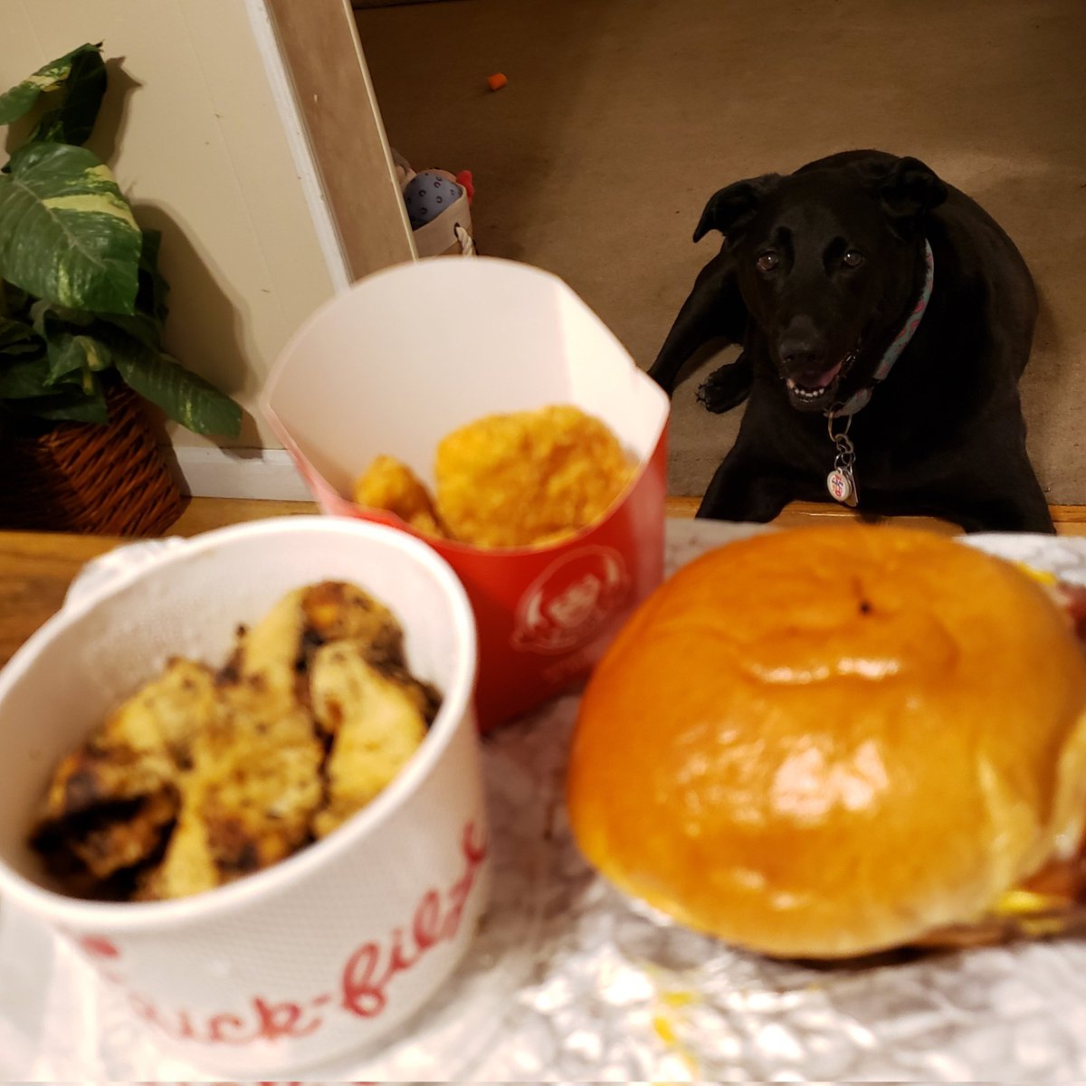 ChezMable's tweet photo. Mommy wasn't sure what I felt like for dinner. My pick was the burger! #EveryDayIsAGift #CanineCancerWarrior
#ChezMable #MableStrong #CancerSurvivor #CanineGoodCitizen https://t.co/uUmxDpfP83
