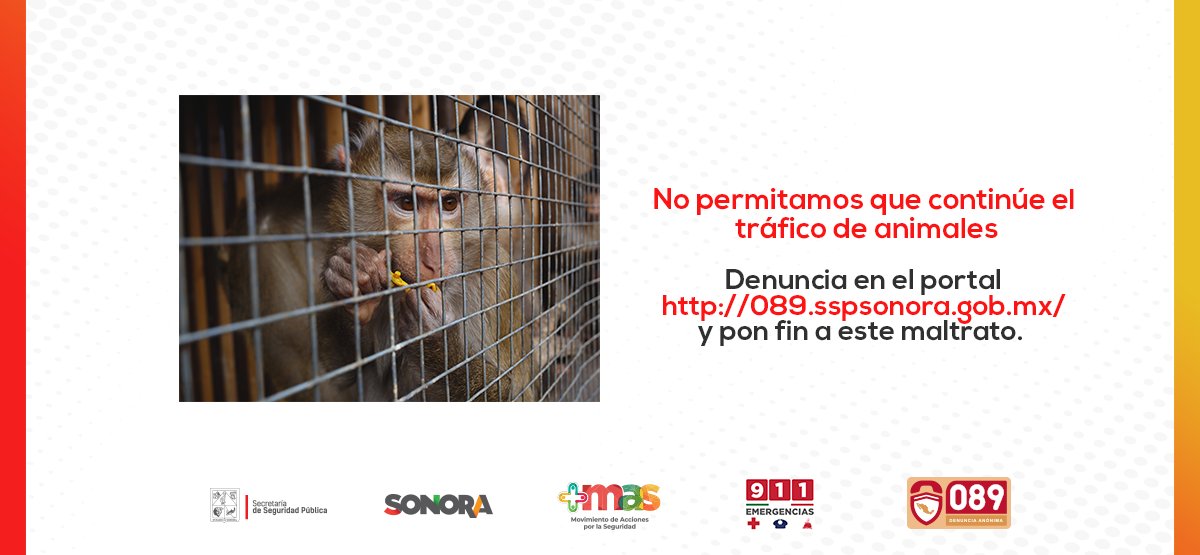 089Sonora's tweet photo. Denuncia de manera anónima el tráfico de animales.
Portal: https://t.co/mEPNbQOlwJ
#TeQueremosSegur@ #EstamosParaAyudarte https://t.co/OZRdUw3fml