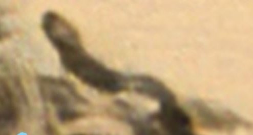 ObjectsU's tweet image. If you saw yesterday's tweet about a possible Snake/Worm like creature imaged by Spirit Rover then this from Curiosity is rather mind blowing...yet another possible creature among the rocks...really LOOK at this.