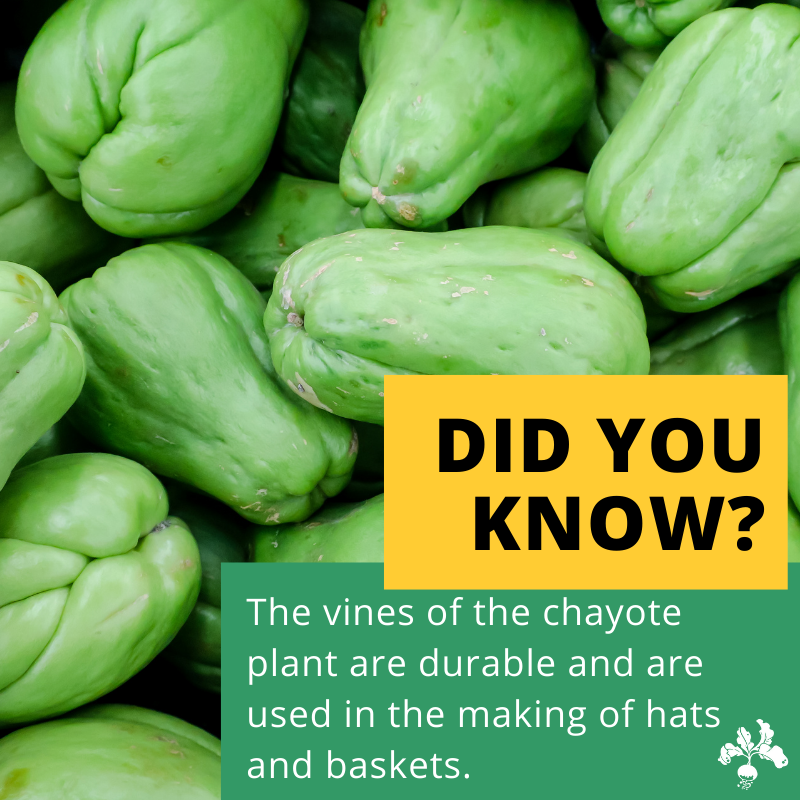 Have you tried chayote before? They taste like crunchy cucumbers and are great in soup or stir-fries.