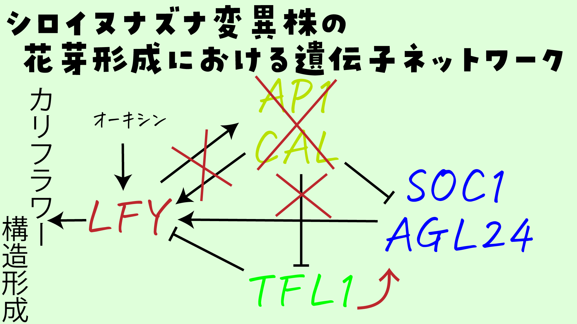 高遠 頼 生命科学vtuber たかとー らい まずブロッコリー カリフラワー ロマネスコの違いを整理する ブロッコリー はアブラナ科アブラナ属の植物で 花を食用とする野生キャベツの突然変異から生まれたものがブロッコリーとされる ブロッコリーが突然