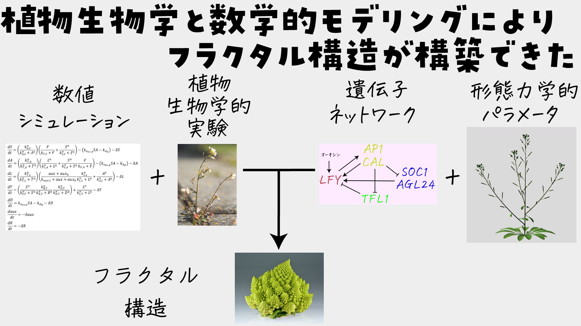 高遠 頼 生命科学vtuber たかとー らい まずブロッコリー カリフラワー ロマネスコの違いを整理する ブロッコリー はアブラナ科アブラナ属の植物で 花を食用とする野生キャベツの突然変異から生まれたものがブロッコリーとされる ブロッコリーが突然