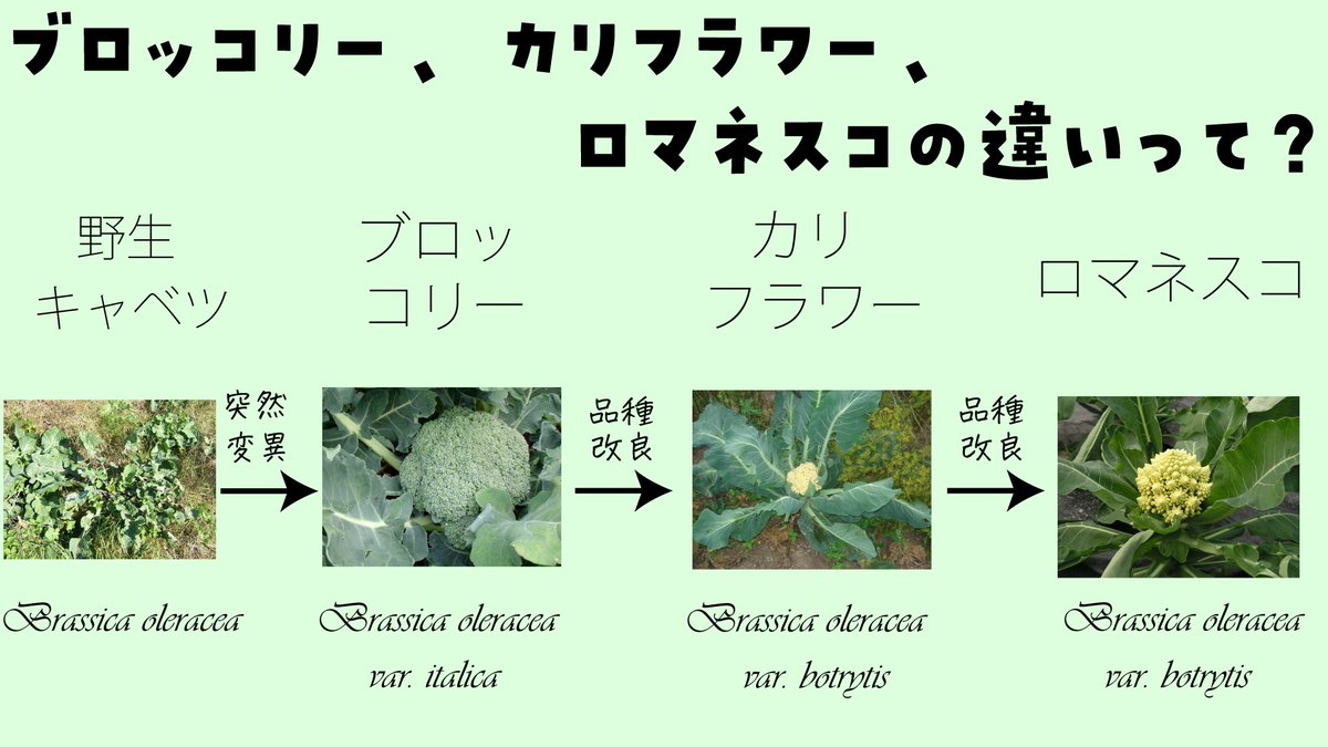 高遠 頼 生命科学vtuber たかとー らい まずブロッコリー カリフラワー ロマネスコの違いを整理する ブロッコリー はアブラナ科アブラナ属の植物で 花を食用とする野生キャベツの突然変異から生まれたものがブロッコリーとされる ブロッコリーが突然