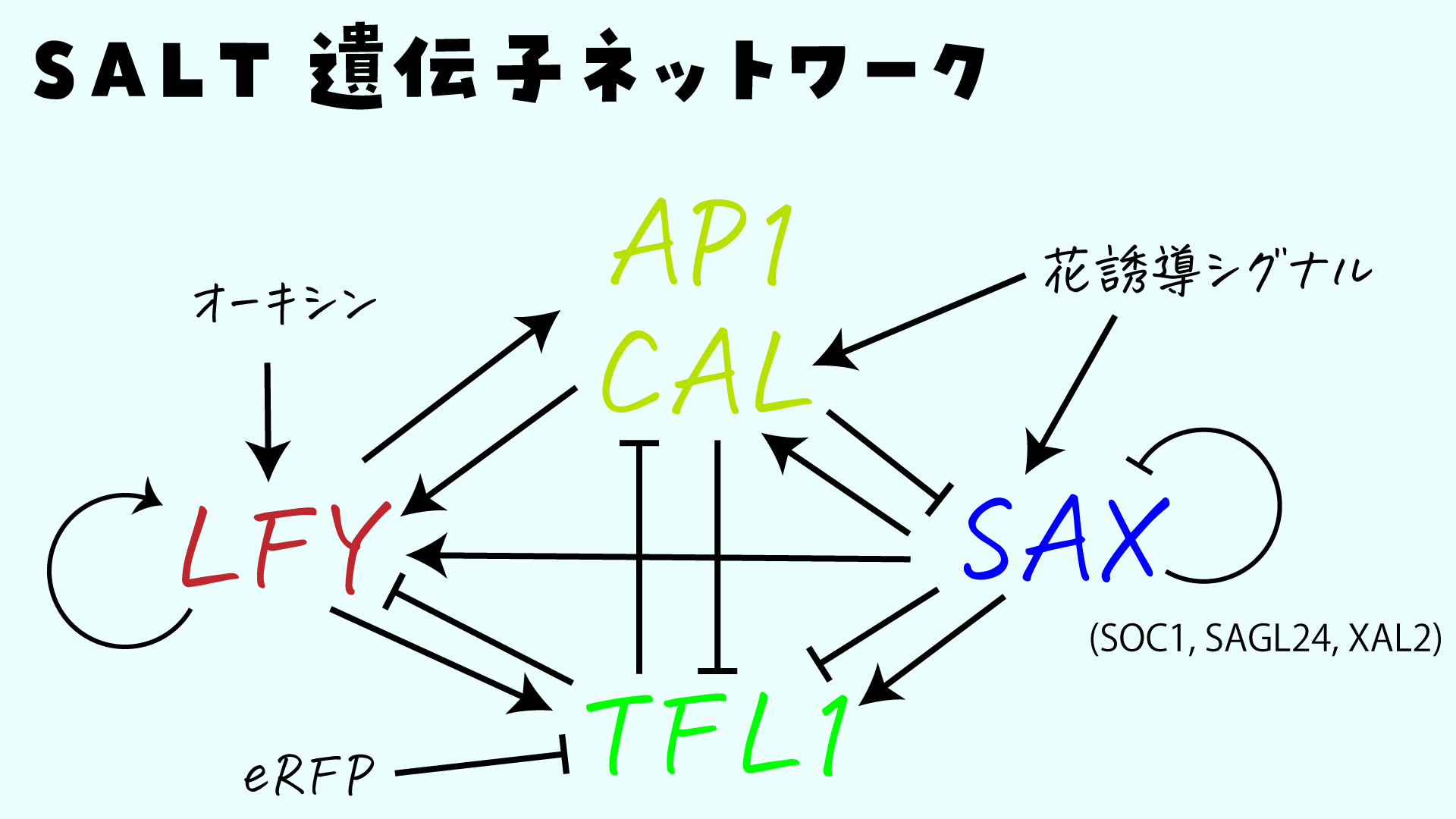 高遠 頼 生命科学vtuber たかとー らい まずブロッコリー カリフラワー ロマネスコの違いを整理する ブロッコリー はアブラナ科アブラナ属の植物で 花を食用とする野生キャベツの突然変異から生まれたものがブロッコリーとされる ブロッコリーが突然
