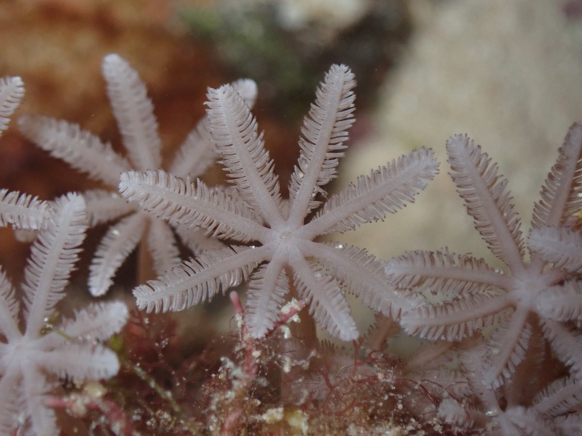 JDReimer's tweet photo. Reefs in Iriomote have a multitude of octocorals within the reef. #timeforscience! #thisishowMISErolls https://t.co/2EObvden4D