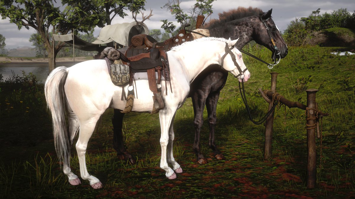 GoatKing22's tweet photo. Dutch's horse "The Count" is so small! This was next to Fiasco, my American Thoroughbred. So not even one of the biggest breeds. @RockstarGames #RDR2 #RDRShots #ARTSSnapmatic #LostSoulHunter #LSPhotoStudio #RDR2Photography #VirtualPhotography #Horses #PS5Share #RedDeadRedemption2 https://t.co/ruYSzfJATU