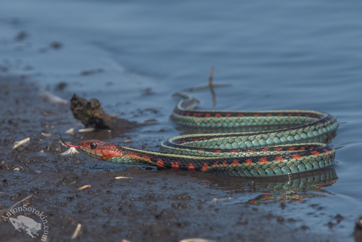 Anuranton's tweet photo. A medley of snake images for #WorldSnakeDay.  Often mysterious, always interesting - some are as vibrant as the most resplendent birds whereas others are incredibly cryptic. They play many roles - The world would be a poorer place without them. Appreciate snakes. https://t.co/KojpNWv6CZ