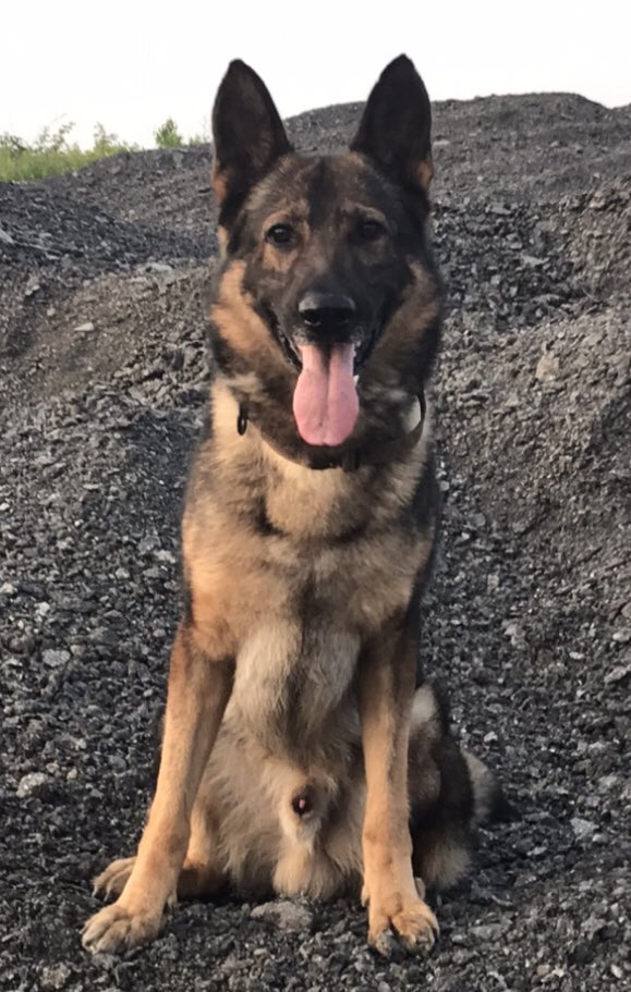 BPS_K9's tweet photo. A little evening shift training https://t.co/eQOdw3DvGX